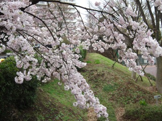 100406sakura.jpg