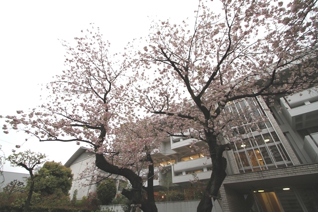 合羽坂テラス　桜　4月7日