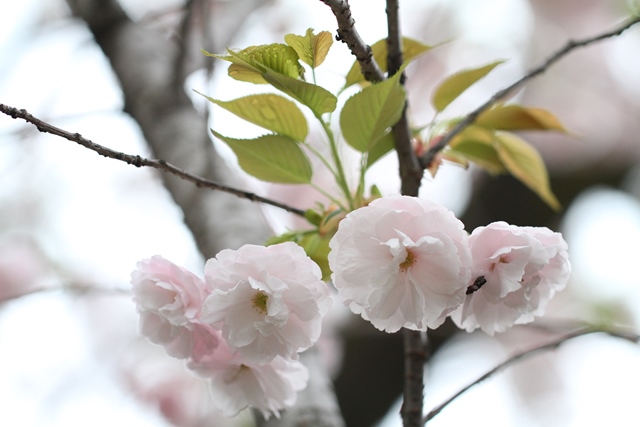 合羽坂テラス　桜　4月7日