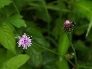 写真6_P5170291.JPG