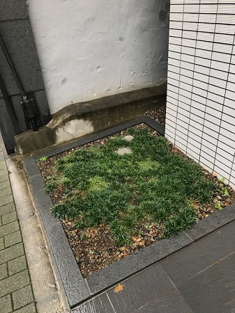 マンション足元を里山の植物で植栽改良 緑化形式ごとの事例 5 緑 ゴバイミドリ