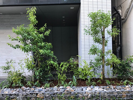 マンション足元を里山の植物で植栽改良 緑化形式ごとの事例 5 緑 ゴバイミドリ マンション足元を里山の植物で植栽改良 緑化形式ごとの事例 5 緑 ゴバイミドリ