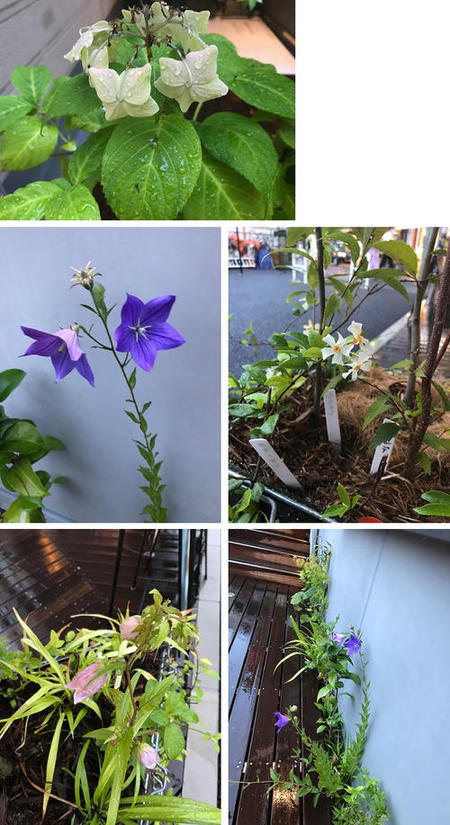 シモキタの花々.jpgのサムネイル画像