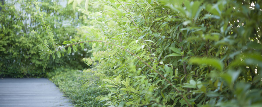 5 緑 ゴバイミドリ オフィシャルサイト 在来種の植物による新しい都市緑化システム
