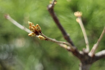 里山ユニット 四季の楽しみ：芽吹きの頃 1