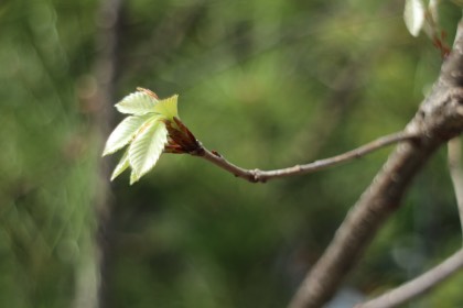 里山ユニット 四季の楽しみ：芽吹きの頃 2