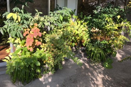 里山ユニット 四季の楽しみ:夏から秋へ 2