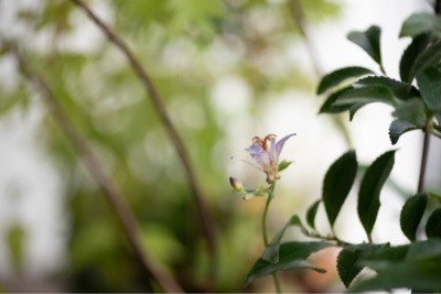 植物を覚えよう