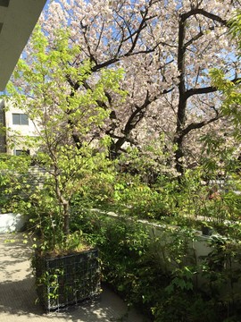 テラスと桜.JPG