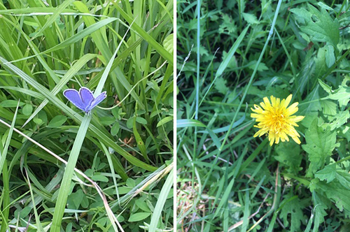 選択除草.jpgのサムネイル画像のサムネイル画像