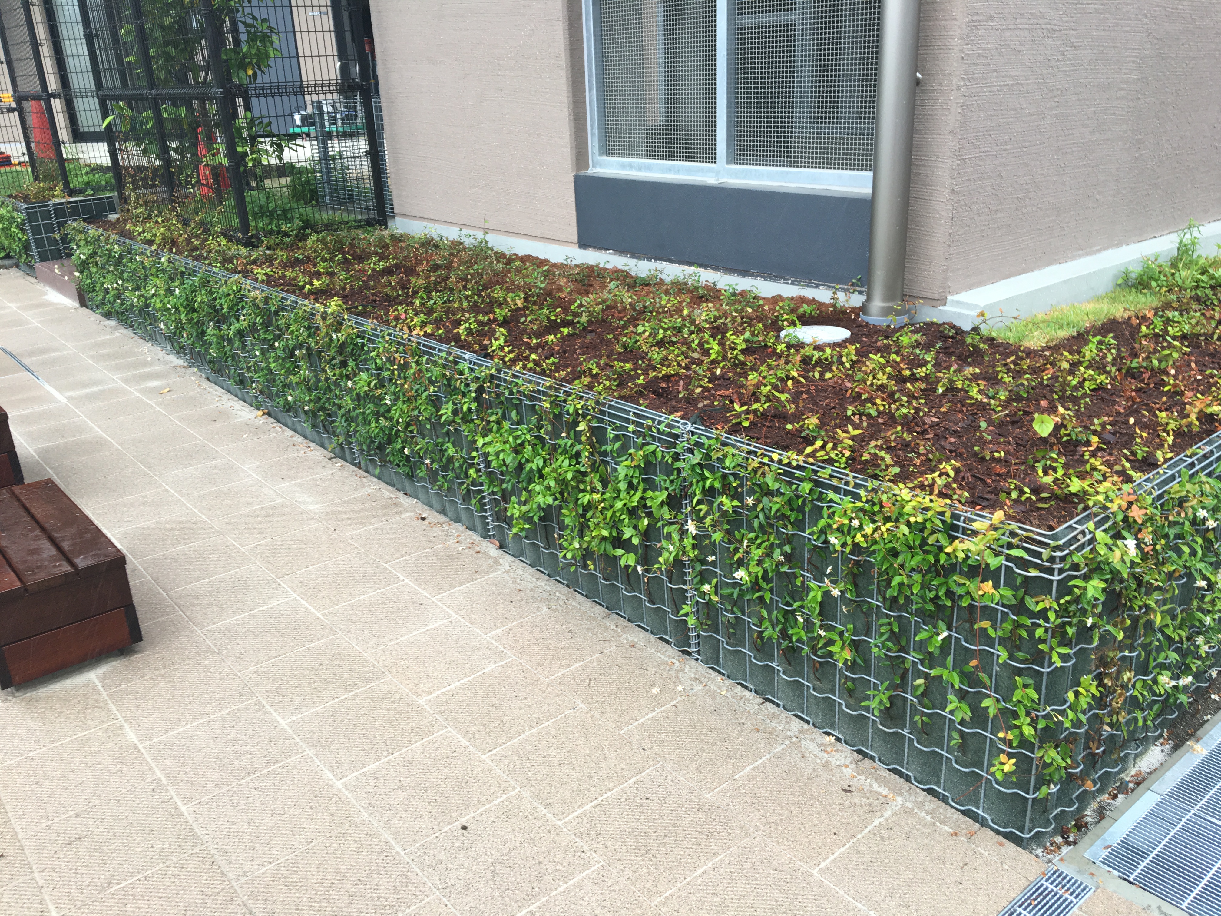 校庭の緑のエッジが完成｜緑化形式ごとの事例 - 5×緑（ゴバイミドリ）