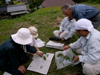 畑の棚田　植生調査と草刈りのお手伝い