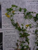 畑の棚田　植生調査と草刈りのお手伝い