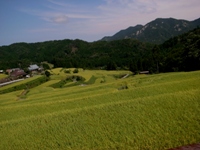 畑の棚田　植生調査と草刈りのお手伝い