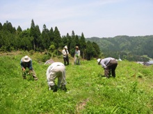 畑の棚田で草刈りをしました