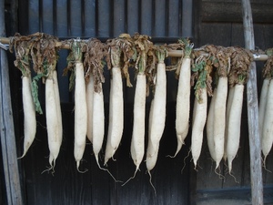 091215_daikon.JPG