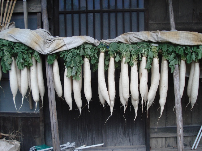 https://www.5baimidori.com/satoyama/activity/daikon.jpg